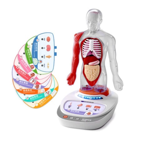El Cuerpo Humano Interactivo