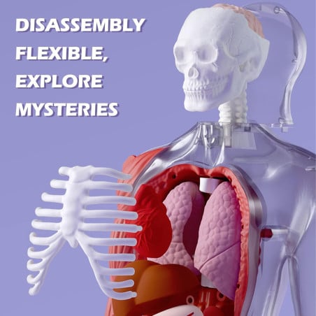 El Cuerpo Humano Interactivo