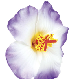 Blister 3 Flores Hawaianas Hq 2