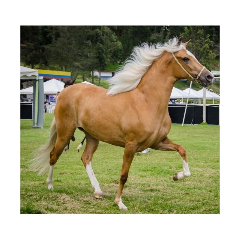 Schleich Yegua Paso Peruano