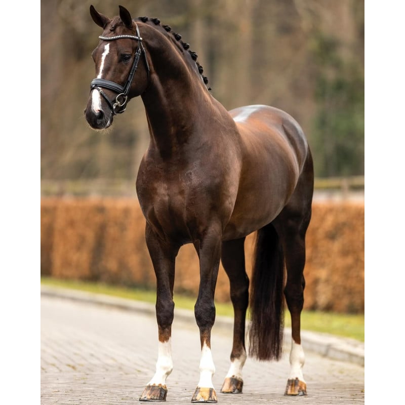 Schleich Semental Oldenburgo