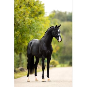 Schleich Yegua Hannoveriana Azabache De Schleich 2