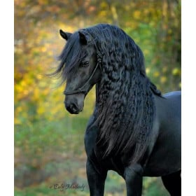 Schleich Yegua Frisona De Schleich 2