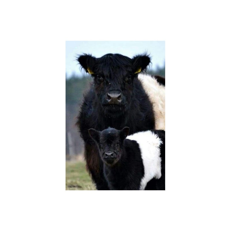 Schleich Ternero Galloway