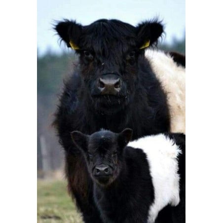 Schleich Ternero Galloway