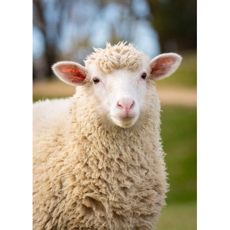 Schleich Oveja