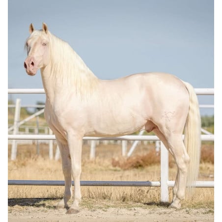 Schleich Yegua Camarillo