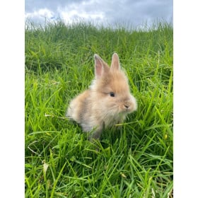 Schleich Conejo Cabeza De León De Schleich 2