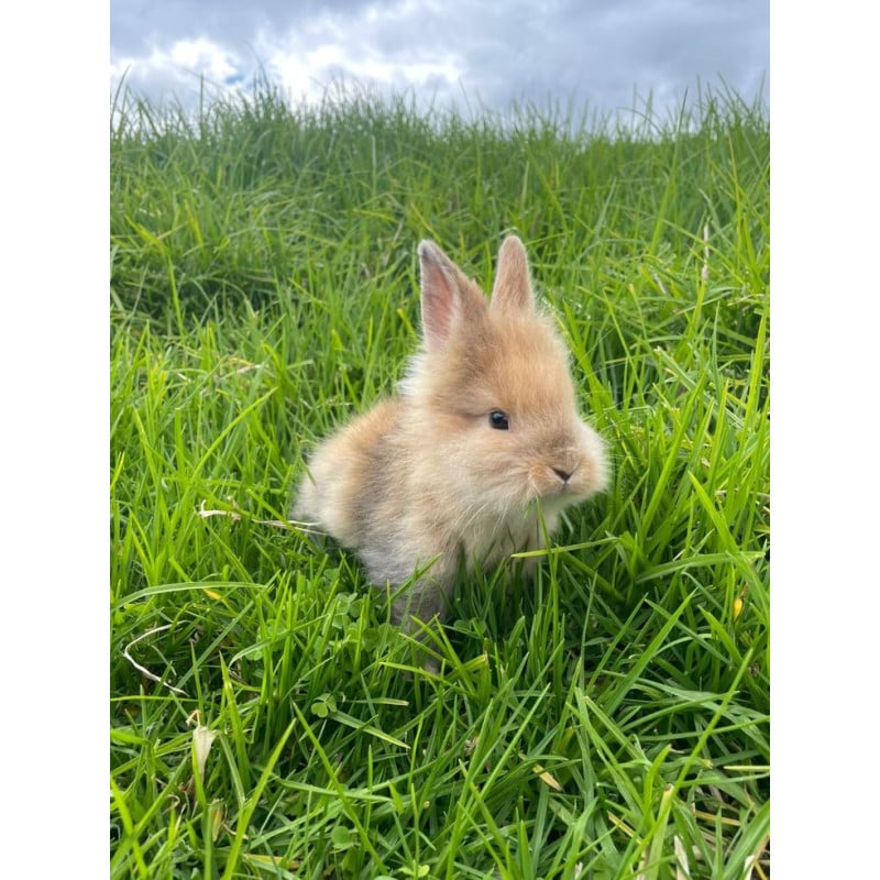 Schleich Conejo Cabeza De León