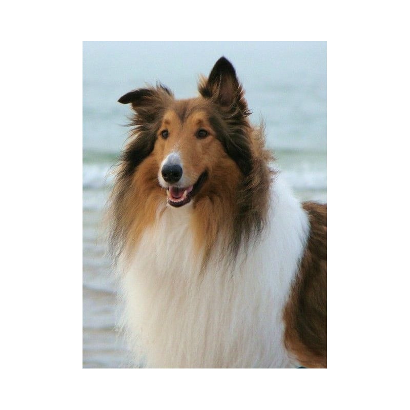 Schleich Collie