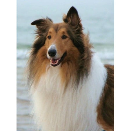 Schleich Collie