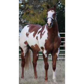 Schleich Caballo Capon Paint Horse De Schleich 2