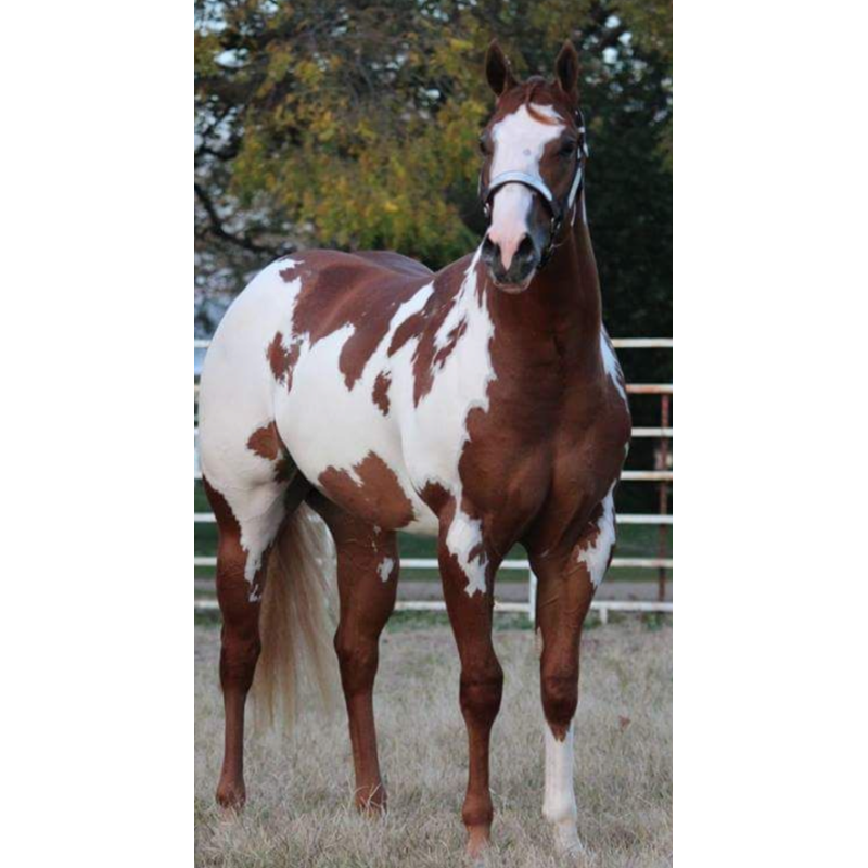 Schleich Caballo Capon Paint Horse