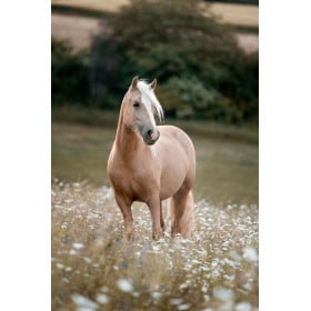 Schleich Yegua Saddlebred Americana De Schleich 2