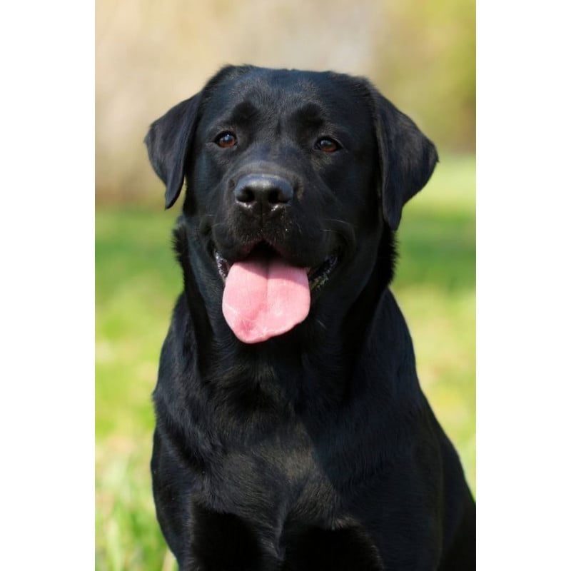 Peluche Labrador Negro Tumbado 25 Cm