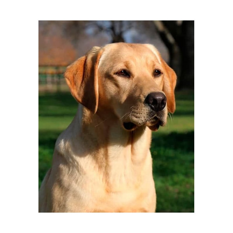 Peluche Labrador Canela Tumbado 25 Cm