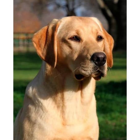 Peluche Labrador Canela Tumbado 25 Cm