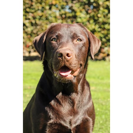 Peluche Labrador Chocolate Tumbado 25 Cm