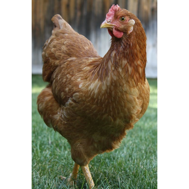 Peluche Gallina Gloria 28 Cm