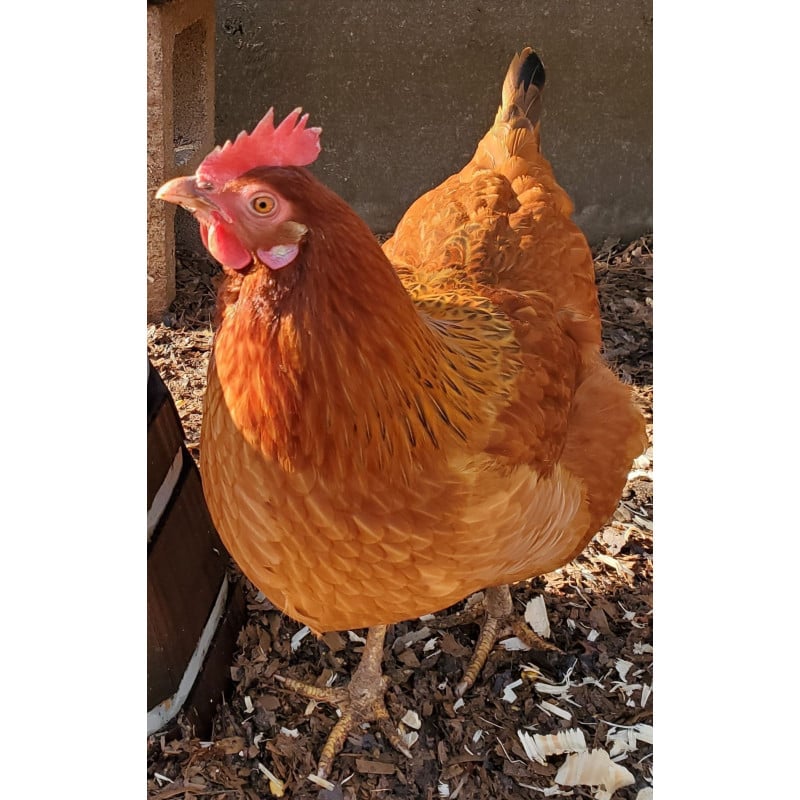 Peluche Gallina Marrón 16 Cm