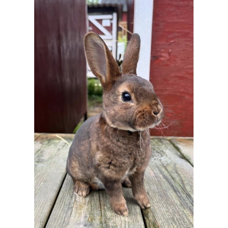 Peluche Conejo Sentado Marrón 19 Cm