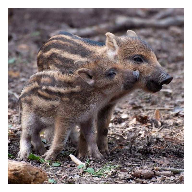 Peluche Jabato 22 Cm