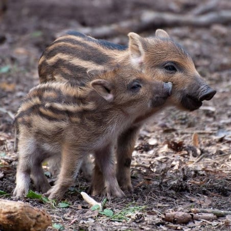 Peluche Jabato 22 Cm