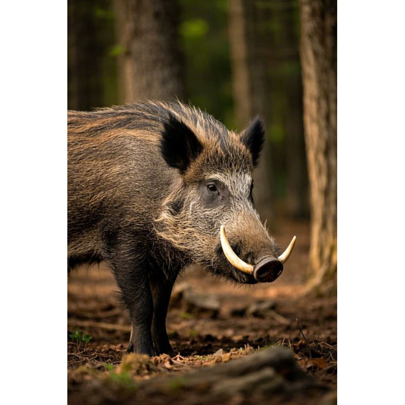 Peluche Jabalí 30 Cm