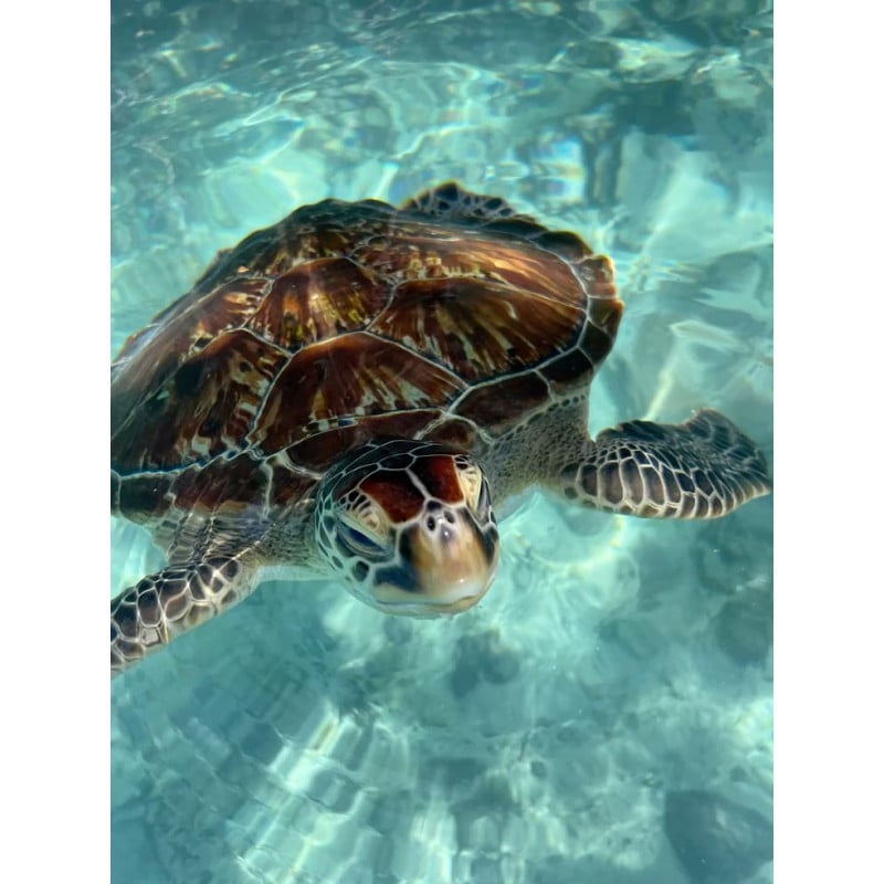 Peluche Tortuga Marina Verde 23 Cm