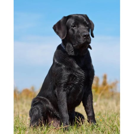 Schleich Labrador Retriever Negro Hembra