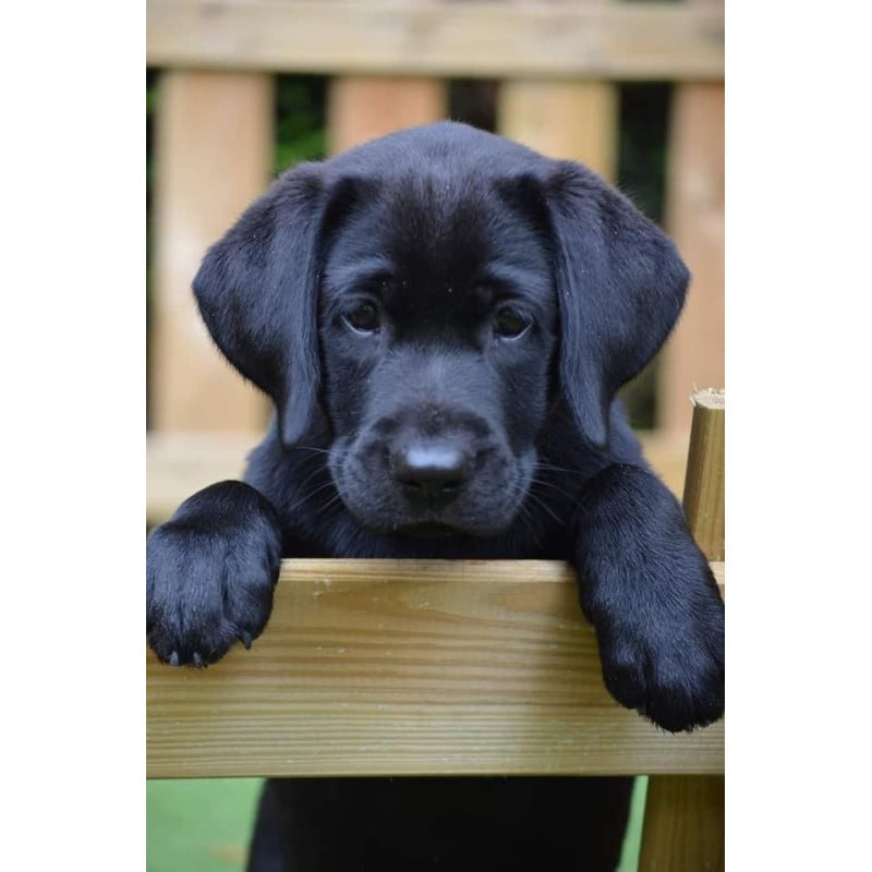 Schleich Cachorro Labrador Retriever Negro