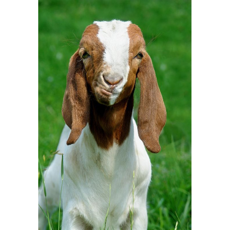 Schleich Cabritillo Boer