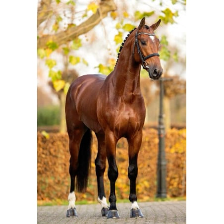 Schleich Caballo Holandés