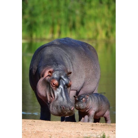 Schleich Hipopótamo Gris