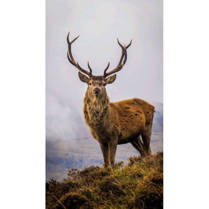 Schleich Ciervo Rojo Americano