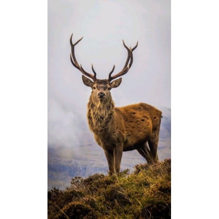 Schleich Ciervo Rojo Americano