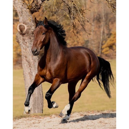 Schleich Yegua Purasangre Inglesa