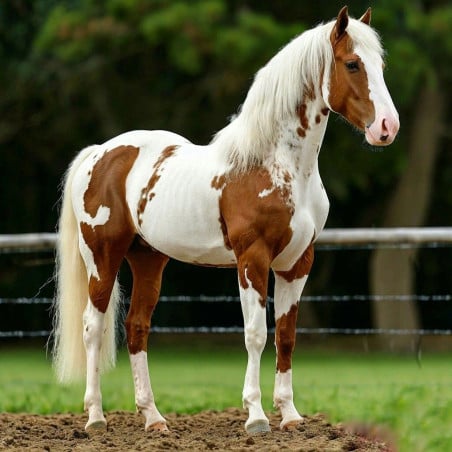 Schleich Yegua Mustang