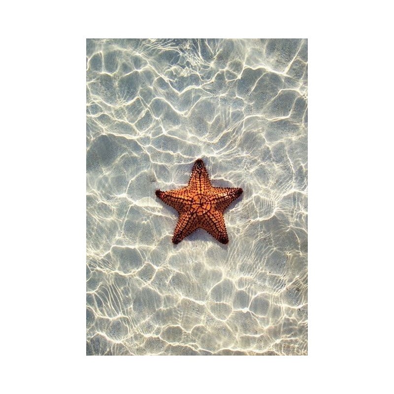 Schleich Estrella De Mar Cambia De Color