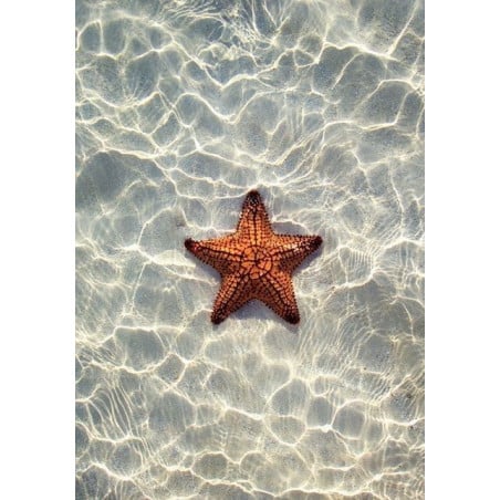 Schleich Estrella De Mar Cambia De Color