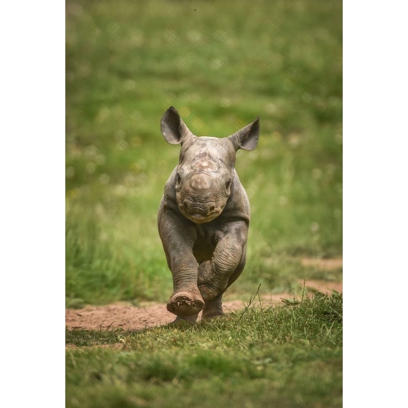 Schleich Cría Rinoceronte Indio