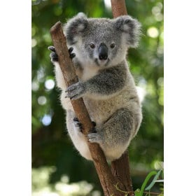 Schleich Koala Macho De Schleich 2