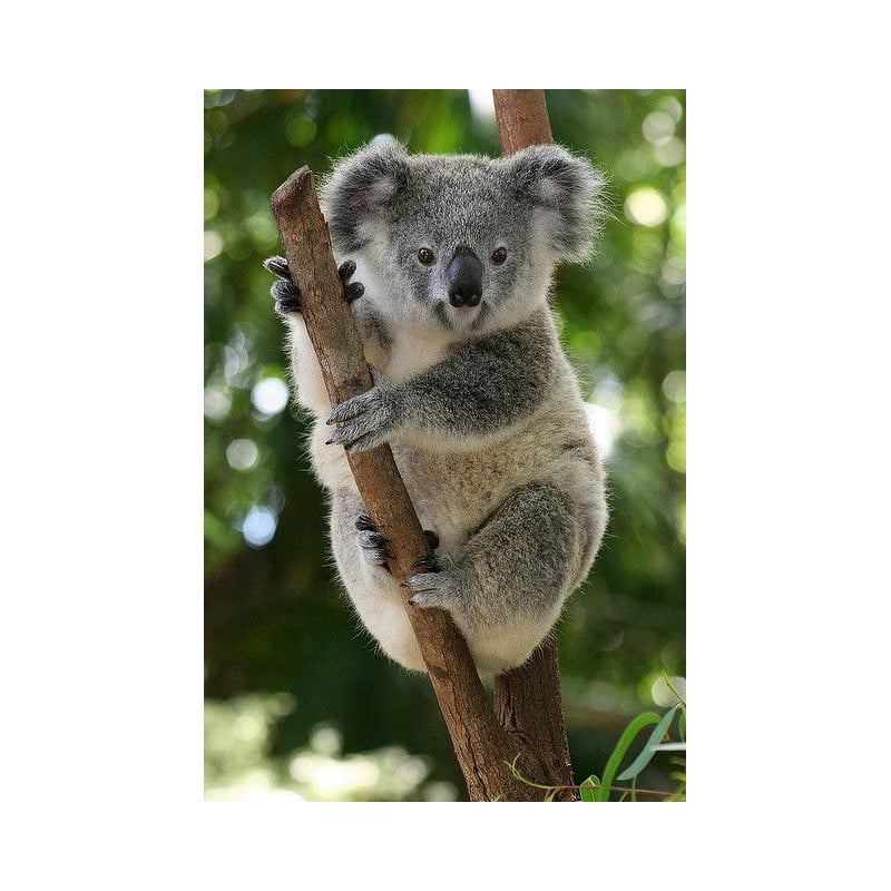 Schleich Koala Macho