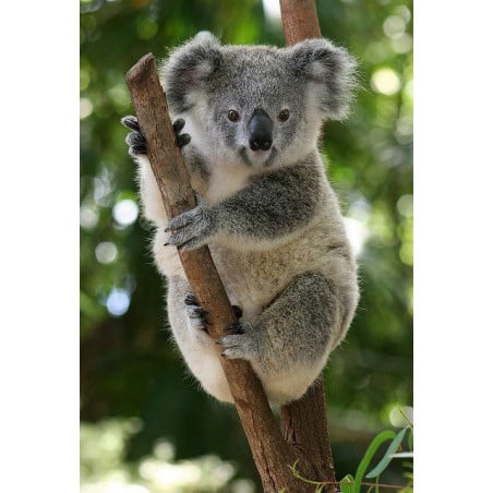 Schleich Koala Macho