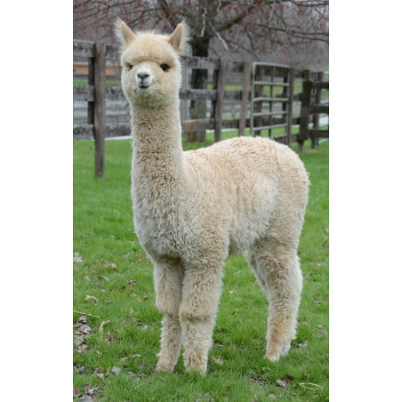 Schleich Llama