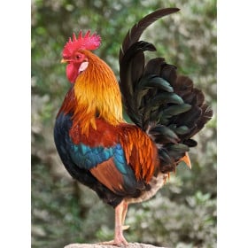 Schleich Gallo De Schleich 2