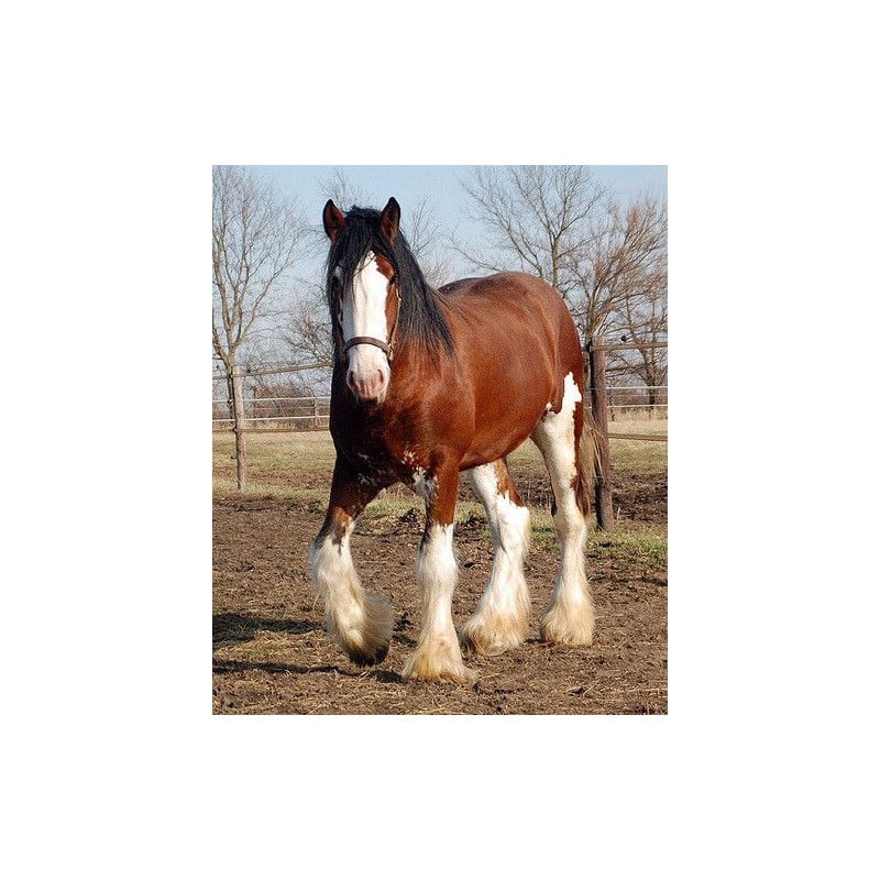 Schleich Yegua Clydesdale