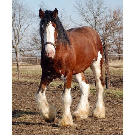 Schleich Yegua Clydesdale