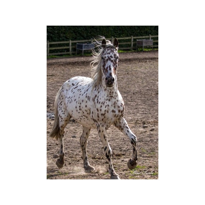 Schleich Yegua Knabstrupper