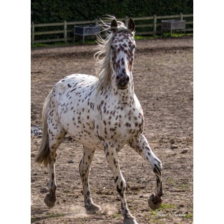 Schleich Yegua Knabstrupper